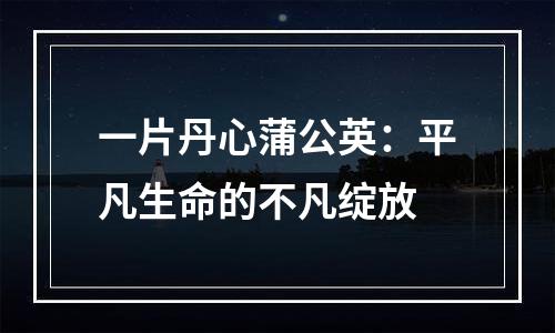 一片丹心蒲公英：平凡生命的不凡绽放