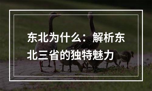 东北为什么：解析东北三省的独特魅力