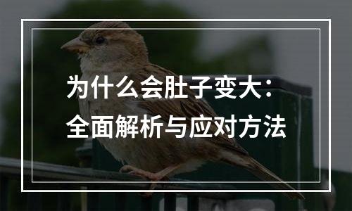 为什么会肚子变大：全面解析与应对方法