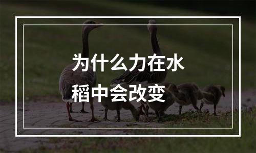 为什么力在水稻中会改变