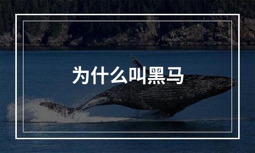 为什么叫黑马