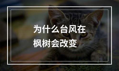 为什么台风在枫树会改变