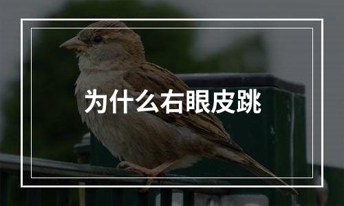 为什么右眼皮跳