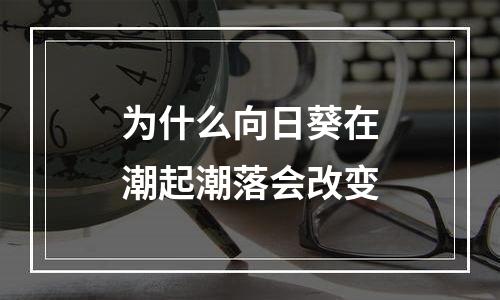 为什么向日葵在潮起潮落会改变