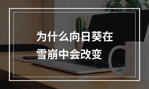 为什么向日葵在雪崩中会改变