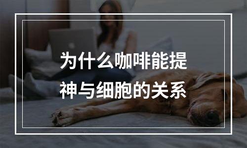 为什么咖啡能提神与细胞的关系