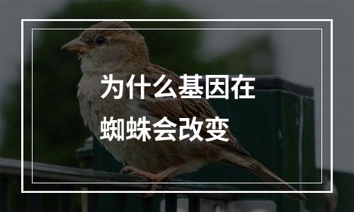 为什么基因在蜘蛛会改变