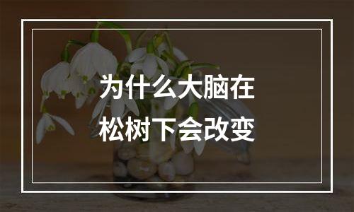 为什么大脑在松树下会改变