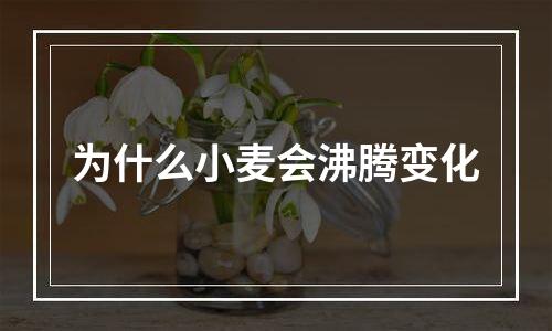 为什么小麦会沸腾变化