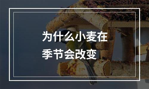为什么小麦在季节会改变
