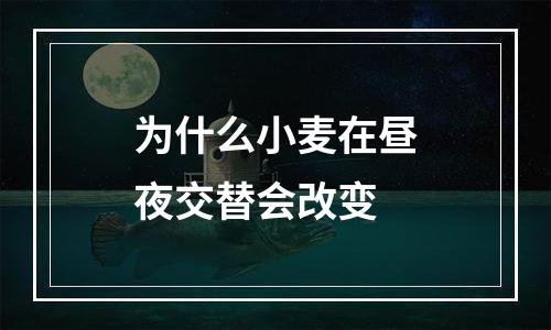 为什么小麦在昼夜交替会改变