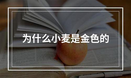 为什么小麦是金色的