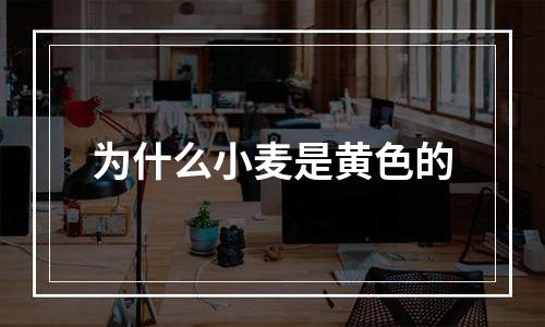 为什么小麦是黄色的