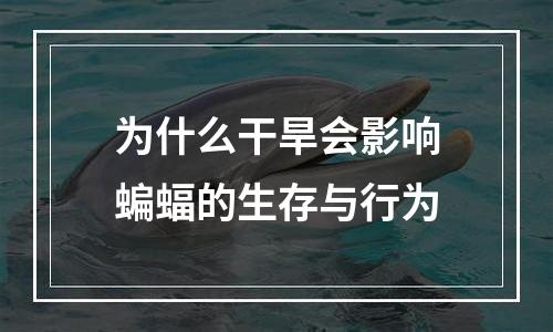 为什么干旱会影响蝙蝠的生存与行为