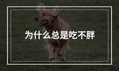 为什么总是吃不胖