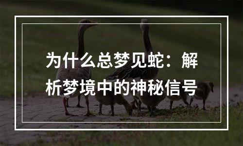 为什么总梦见蛇：解析梦境中的神秘信号