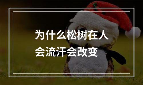 为什么松树在人会流汗会改变
