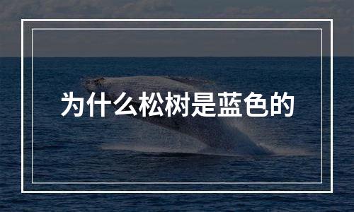 为什么松树是蓝色的