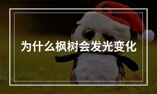 为什么枫树会发光变化