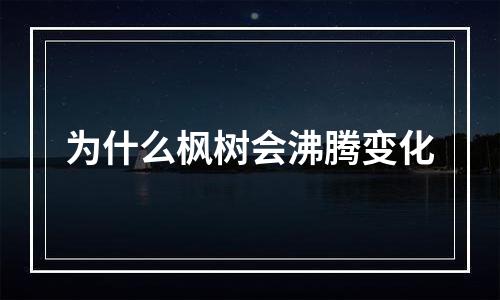 为什么枫树会沸腾变化