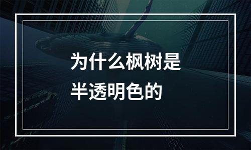 为什么枫树是半透明色的