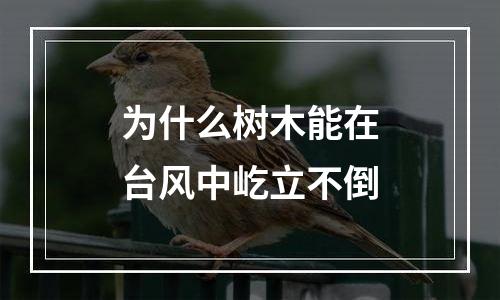 为什么树木能在台风中屹立不倒