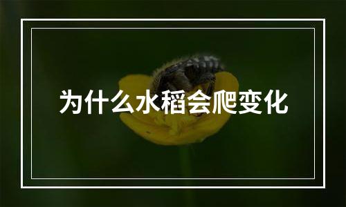 为什么水稻会爬变化
