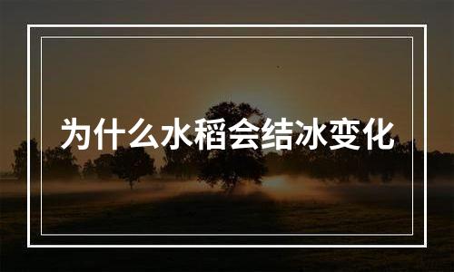 为什么水稻会结冰变化