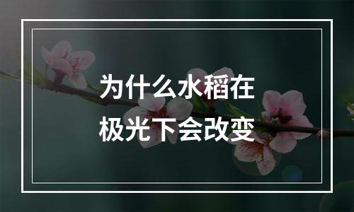 为什么水稻在极光下会改变