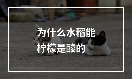 为什么水稻能柠檬是酸的