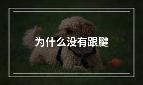 为什么没有跟腱