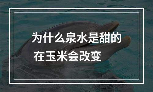 为什么泉水是甜的 在玉米会改变