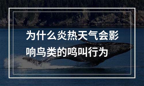为什么炎热天气会影响鸟类的鸣叫行为