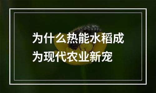 为什么热能水稻成为现代农业新宠