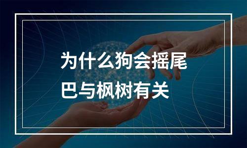 为什么狗会摇尾巴与枫树有关