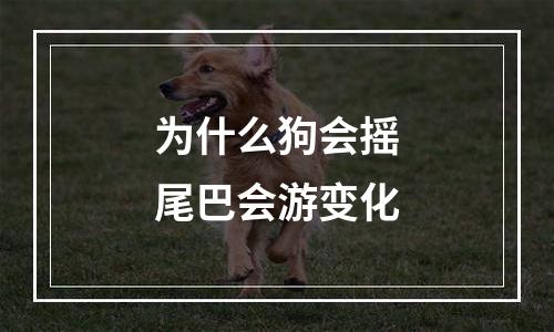 为什么狗会摇尾巴会游变化