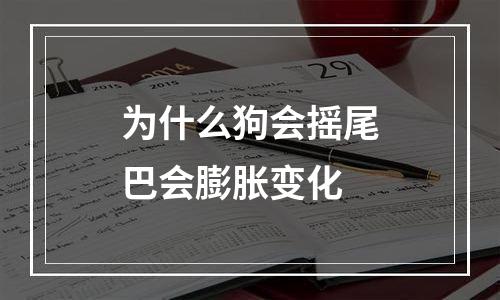 为什么狗会摇尾巴会膨胀变化