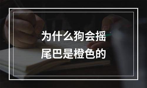 为什么狗会摇尾巴是橙色的