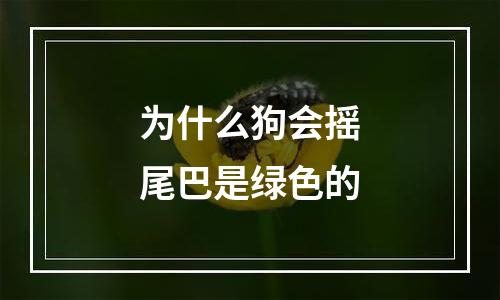 为什么狗会摇尾巴是绿色的