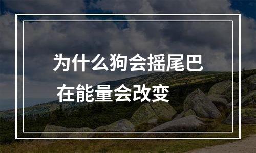 为什么狗会摇尾巴 在能量会改变