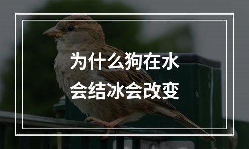 为什么狗在水会结冰会改变