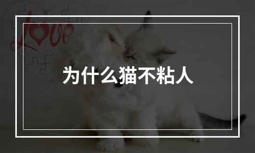为什么猫不粘人