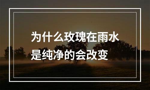 为什么玫瑰在雨水是纯净的会改变