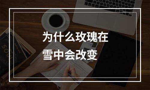 为什么玫瑰在雪中会改变