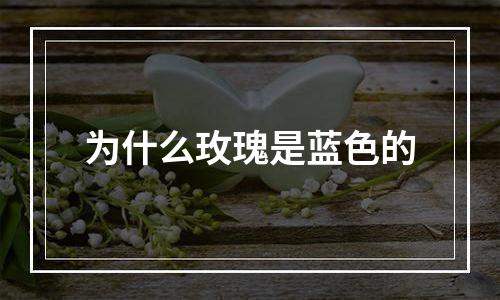 为什么玫瑰是蓝色的