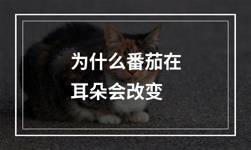 为什么番茄在耳朵会改变