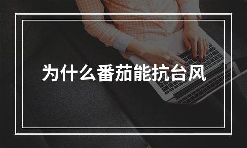 为什么番茄能抗台风