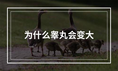 为什么睾丸会变大