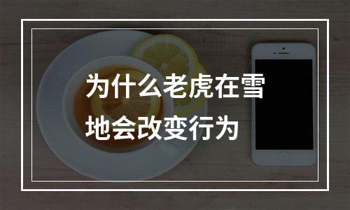 为什么老虎在雪地会改变行为