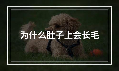 为什么肚子上会长毛